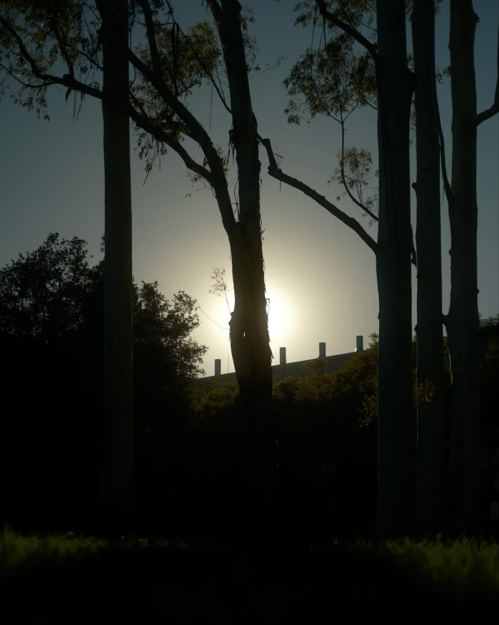 Trees