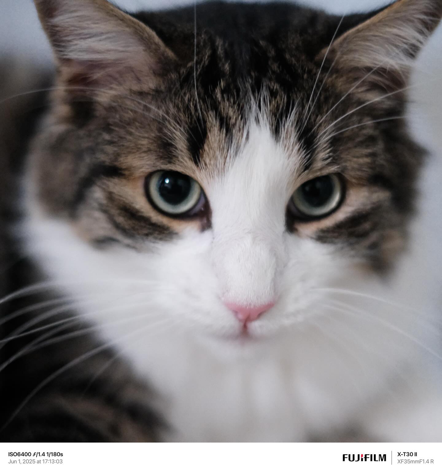 🐱